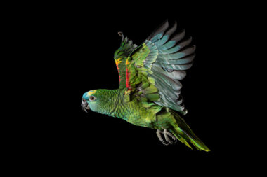 bird-flying-amazon-parrot- clarksville-TN