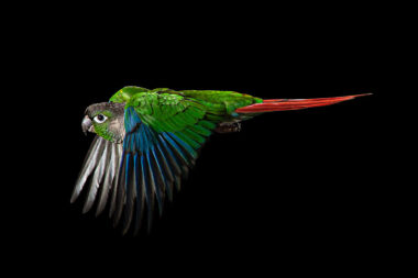 conure-greek cheek-parrot-bird-flying