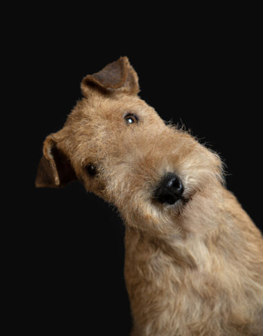 dog-lakeland terrier-puppy-clarksville-TN