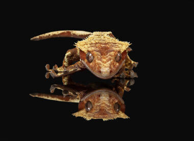 gecko-lizard-reptile-crested gecko-clarksville-TN